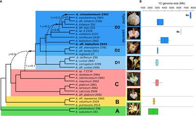 Ancient hybridization and repetitive element proliferation in the evolutionary history of the monocot genus Amomum (Zingiberaceae)